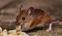24 Hour & Emergency Exterminators in Carmel Valley Village, CA